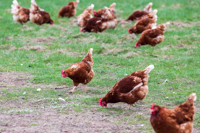 Nach der Vogelgrippe ist vor der Vogelgrippe