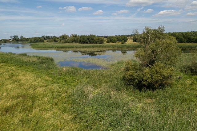 Sachliche Lösungen statt Symbolpolitik beim Kormoran