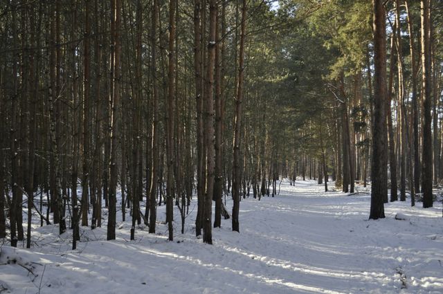 Neujahrswanderung Oberhavel