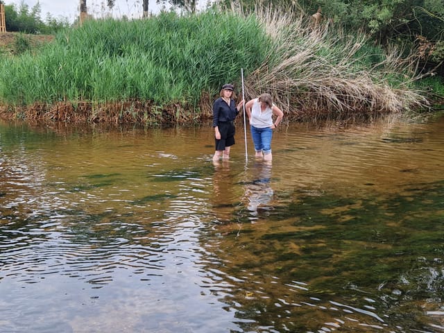 Niedrigwasser: Schwarze Elster stellenweise zu Fuß durchquerbar